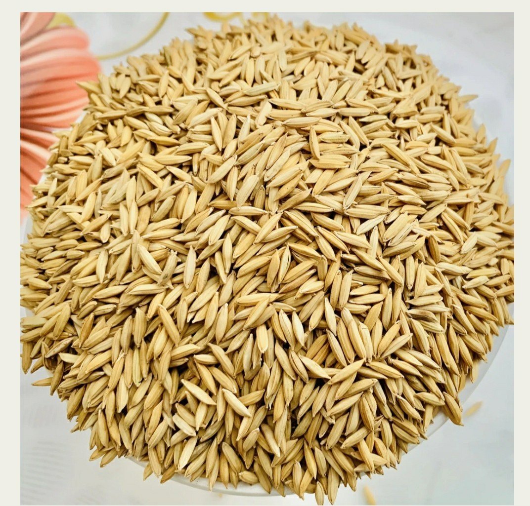 कञ्चनपुरका किसानलाई राहत: लालझाँडी गाउँपालिकाले ५० प्रतिशत अनुदानमा धानको बीउ दिने